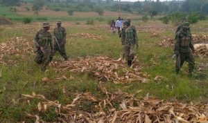 Kagadi RDC heads destruction of crops in district wetlands