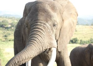 Update on tourist killed by elephant in Pilanesberg National Park