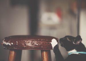 How to prevent your cat from scratching your furniture