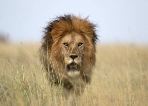 DEVELOPING: Pride of lions escape Kruger National Park