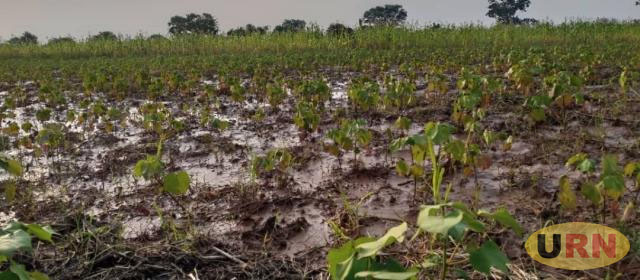 Floods devastate Agago farmland