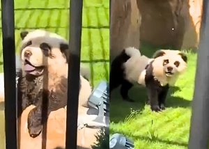 Chinese zoo’s ‘Panda dogs’ go viral amid controversy