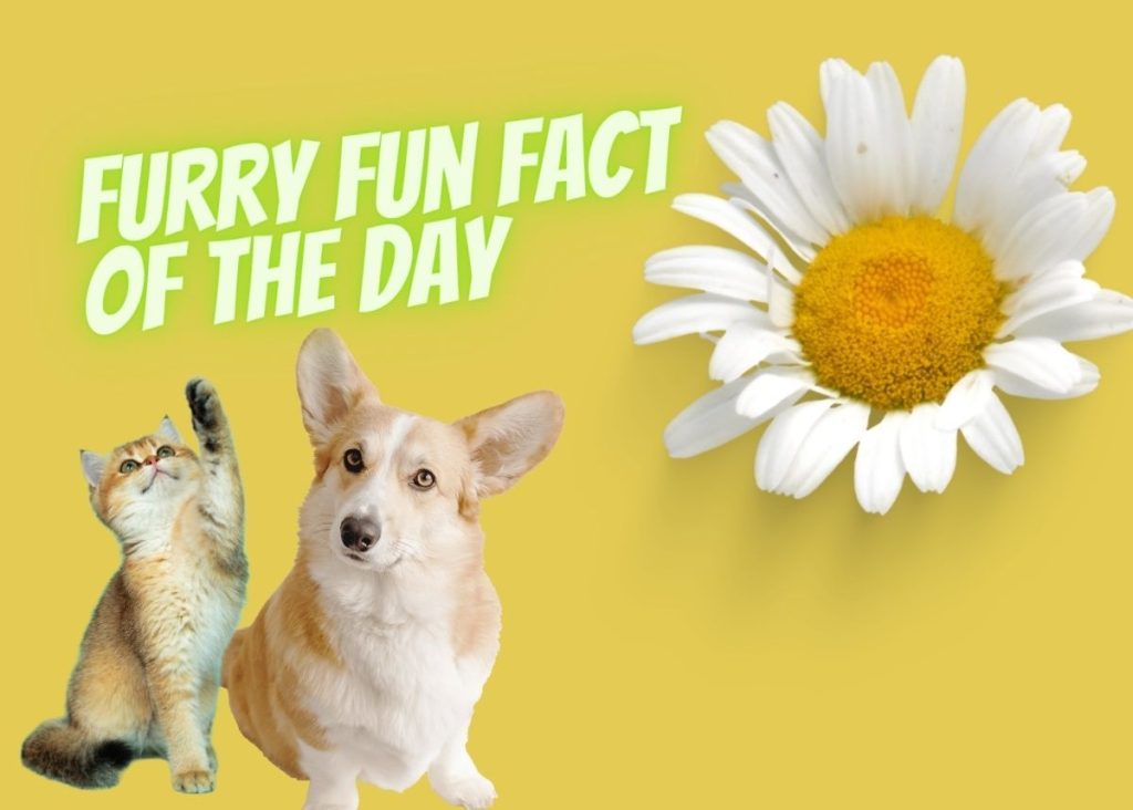 Furry Fun Fact of the Day: Dog breeds with exceptional communication skills