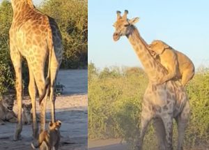 Animal sighting: Lion rides giraffe to bring it down [video]