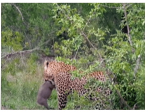 Animal sighting: Leopard performs open-heart surgery on Warthog [video]