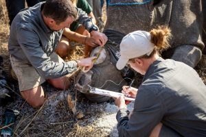 KwaZulu-Natal game reserve dehorns entire rhino population – WATCH