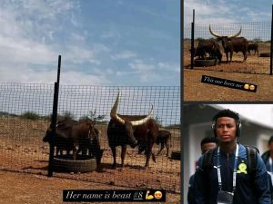 PICTURES: Bongani Zungu shows off his herd of Ankole cattle worth millions