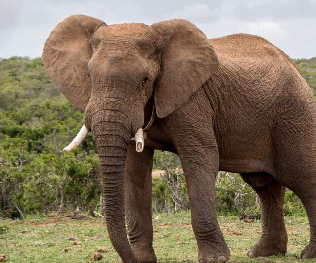 Zimbabwe to cull 200 elephants amid food shortage crisis