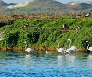 Cape Town nature reserves free to visit for Bioblitz weekend