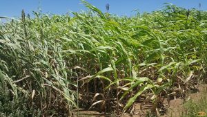 Moroto farmers irked by poor quality of sorghum seeds