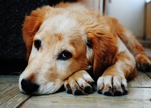 Why dog owners need to know about leptospirosis