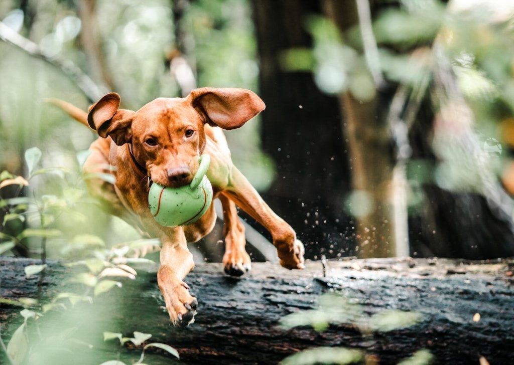 What are the best tips for selecting the perfect toys for your furry friend?