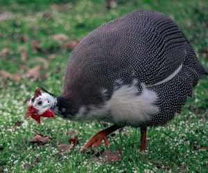 Why should you think about having a guinea fowl as a pet?