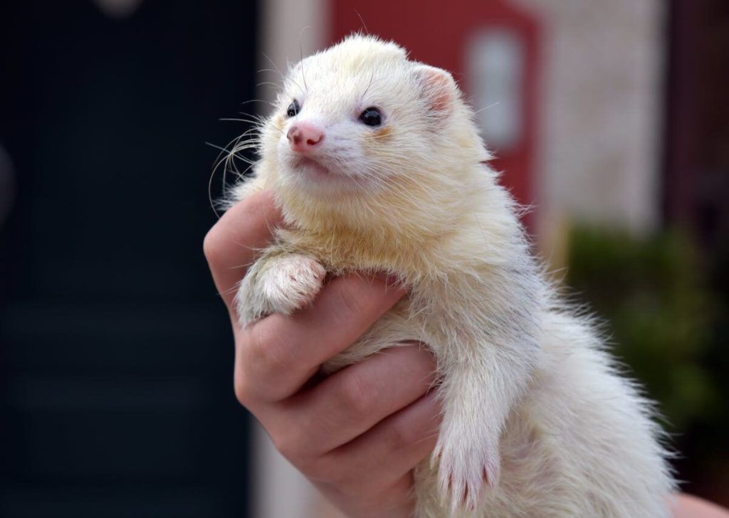 Are ferrets, as pets, threats in South Africa?