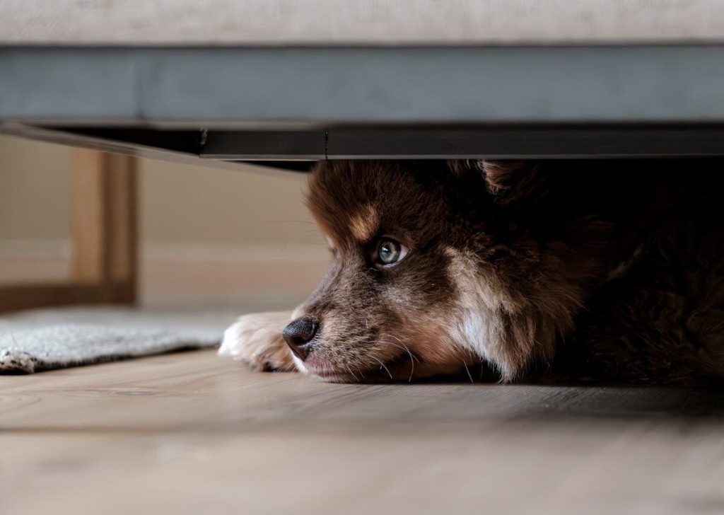 Expert shares unexpected tip for soothing your dog during thunderstorms