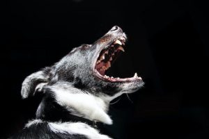 Do these dog breeds possess the most powerful bite force?