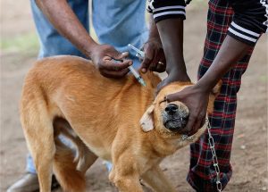 Rabies hits Kabale District