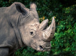 Former Kruger National Park rangers jailed for rhino poaching