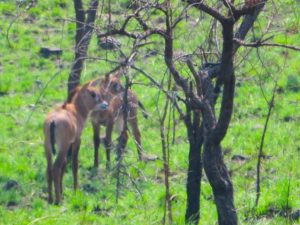 Two new roan antelope calves spotted in Ruma National Park