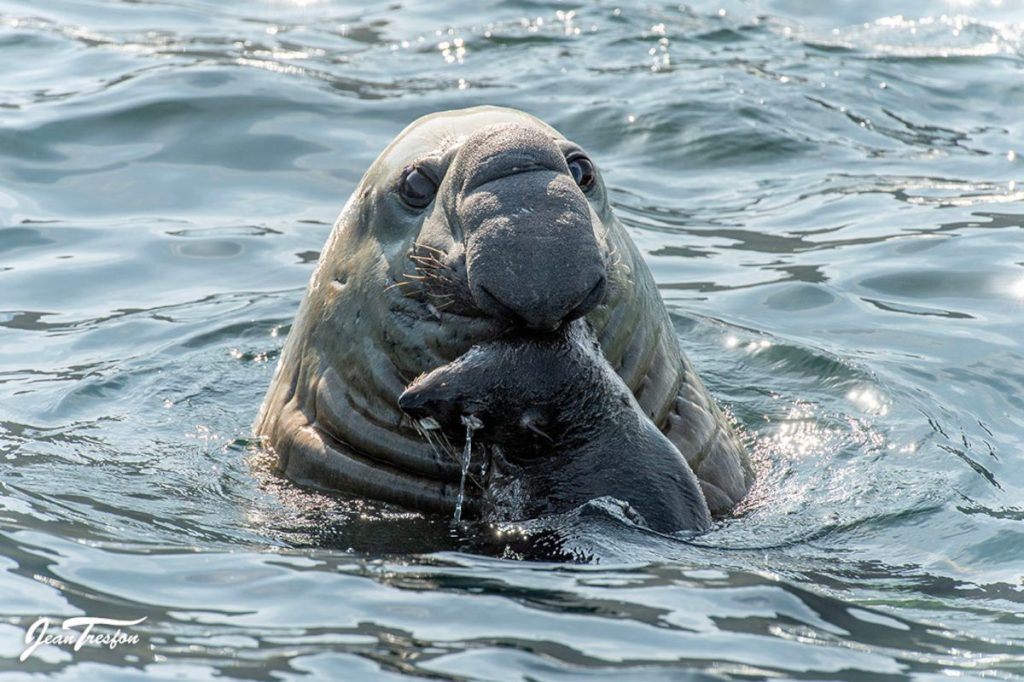 Buffel the Elephant Seal gets his rabies shot – PICTURES