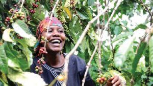 Govt eyes North to achieve 20 million coffee bags target