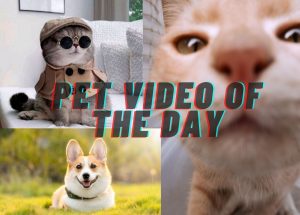 WATCH: Viral Pet Video – 05 October 2024