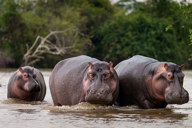 Murchison poachers kill hippos for meat, not ivory