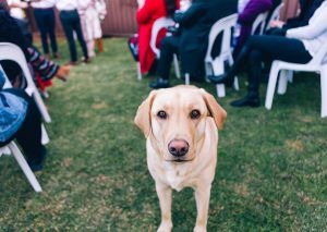 Should your dog attend your wedding?