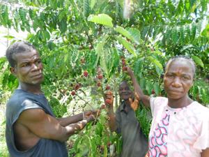 ITC to Launch Liberia’s 2024 Coffee Harvest