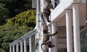 As baboons become bolder, Cape Town battles for solutions