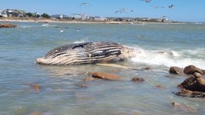 Beached whale surfaces along West Coast – PICTURES