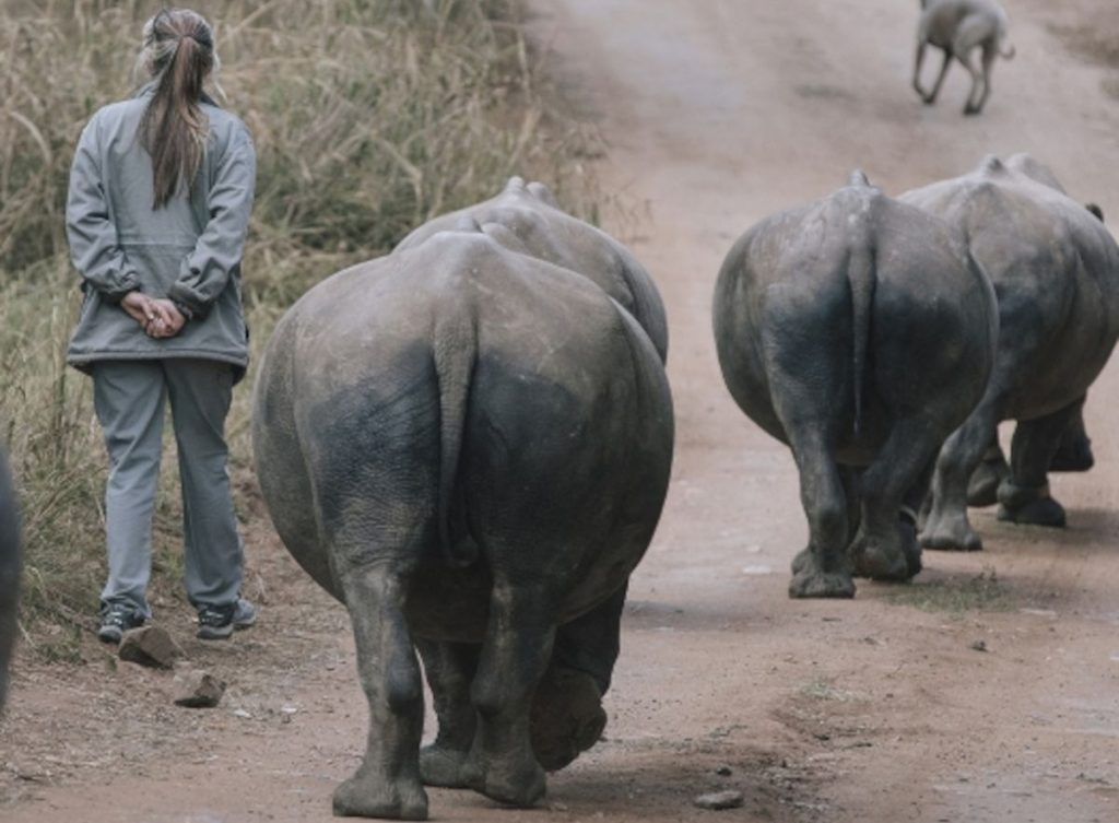 Incredible footage of rhino birth at South African sanctuary – WATCH