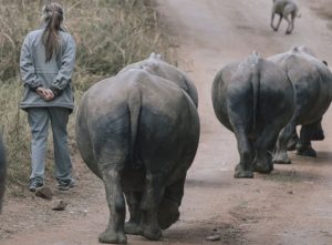 Incredible footage of rhino birth at South African sanctuary – WATCH