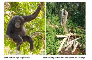 Kabul now swings her free hand after removal of a rusty wire snare