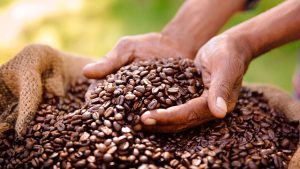 COFFEE: Farmers ask gov’t to capitalize cooperatives over exploitative brokers