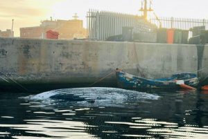 Dead humpback whale surfaces in Simon’s Town Harbour