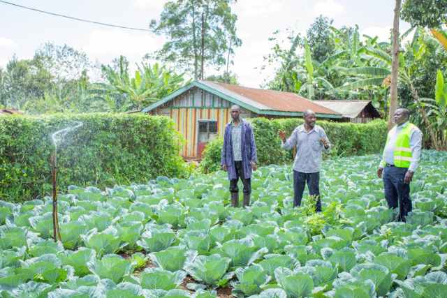 Kirinyaga farmers reap big from county government’s irrigation projects 