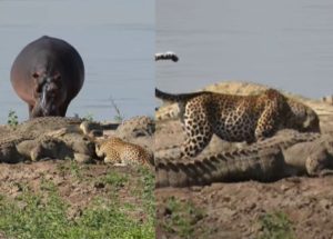 Animal sighting: Leopard tries to steal food from over 10 monster crocodiles [video]