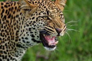 EISH WENA: Leopard tries to enter man’s house, shocking SA [Video]