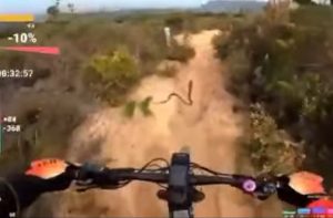 Mountain biker has close encounter with Cape cobra – WATCH