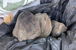 Three suspects nabbed for possession of rhino horns and protected plants in Springbok