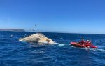 Here’s how the City of Cape Town removed 35-tonne whale carcass