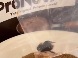 WATCH: Woman discovers live dung beetle in Bokomo cereal, ‘company reacts’