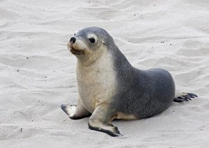 Harassment of Cape fur seals a criminal offence