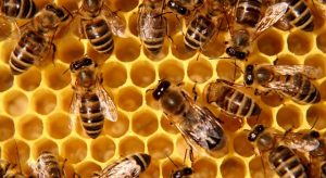 World Bank to help Uganda make bee, soldier fly and maggot farming popular