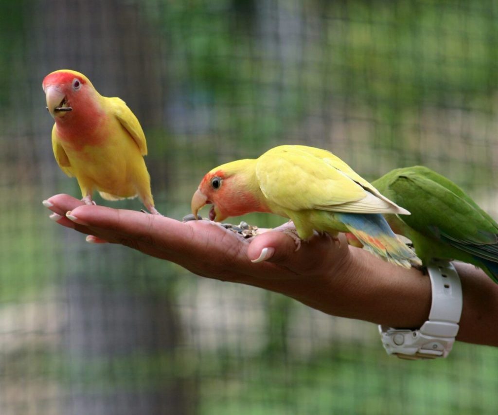 Which bird species are ideal for children as pets?