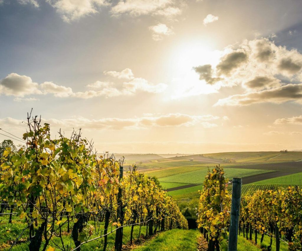 Overberg wine farm named third-best vineyard worldwide