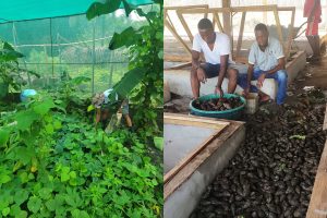 Nimba Ventures Lead Successful Snail Farming Agro Business