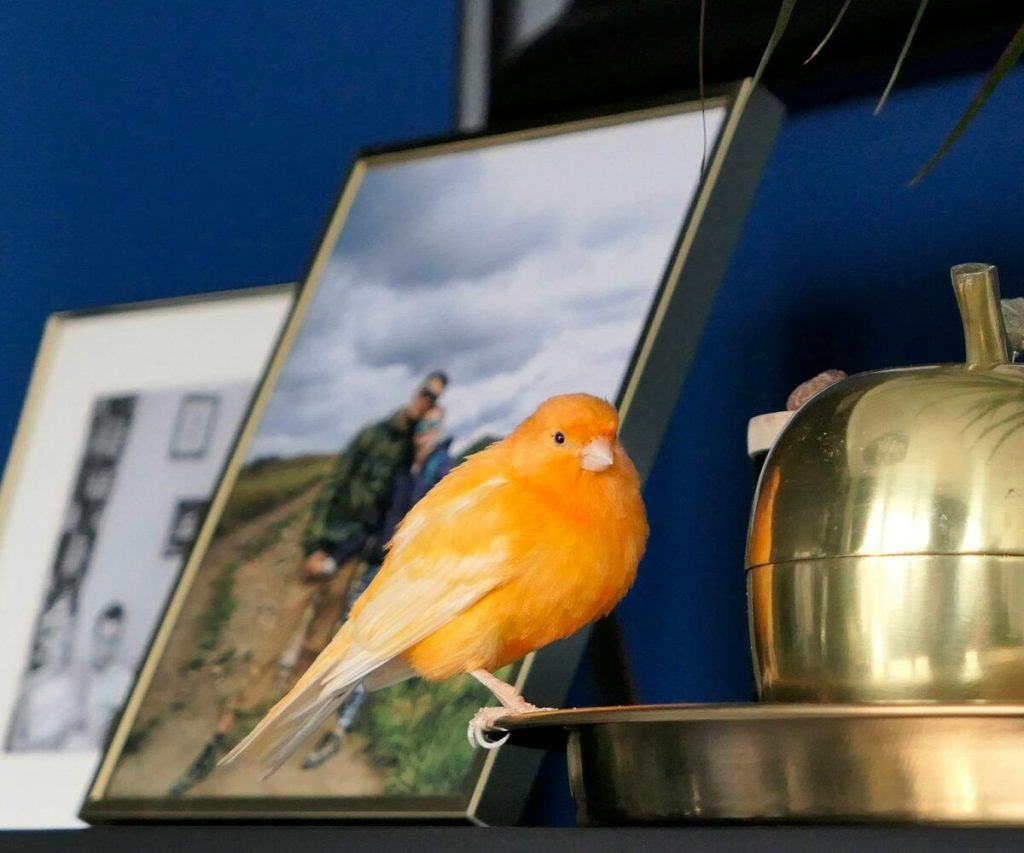 Why do canaries make excellent pets?