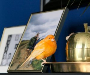 Why do canaries make excellent pets?